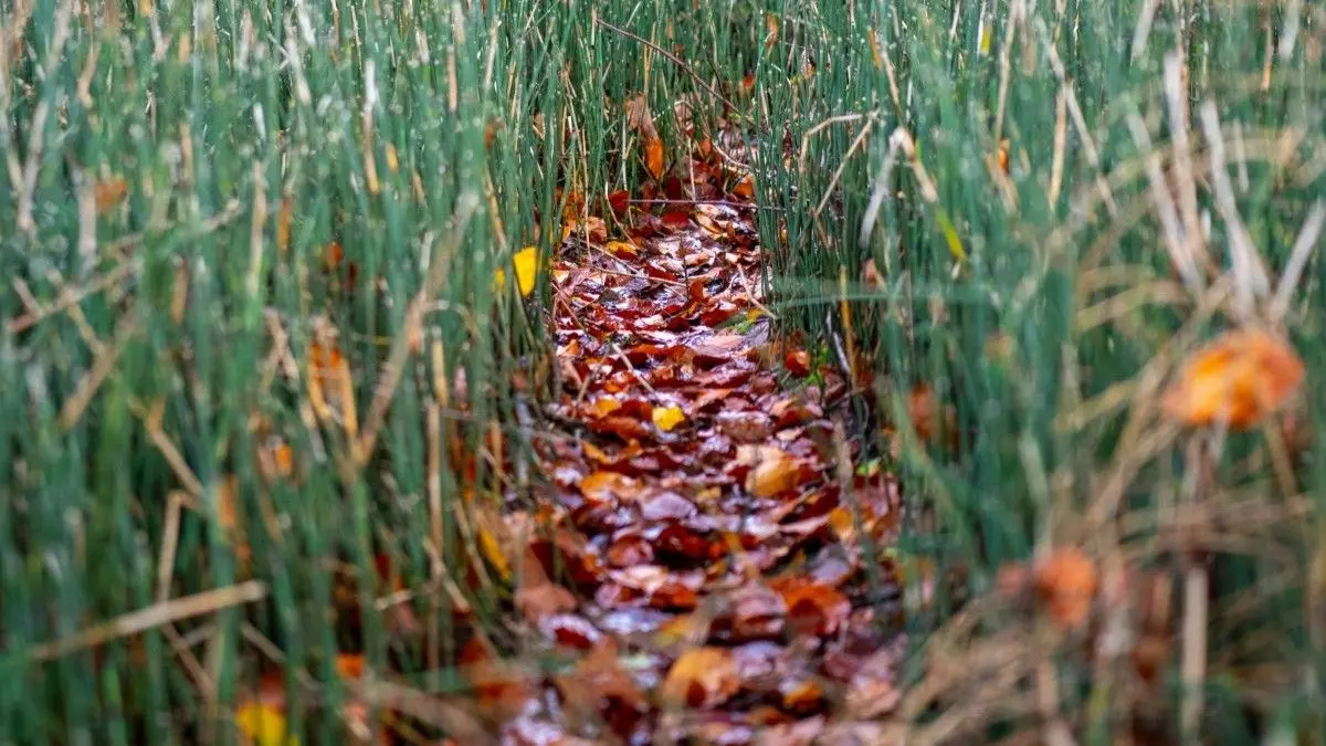 Why You Can’t Let Go: The Desire Path in Your Mind