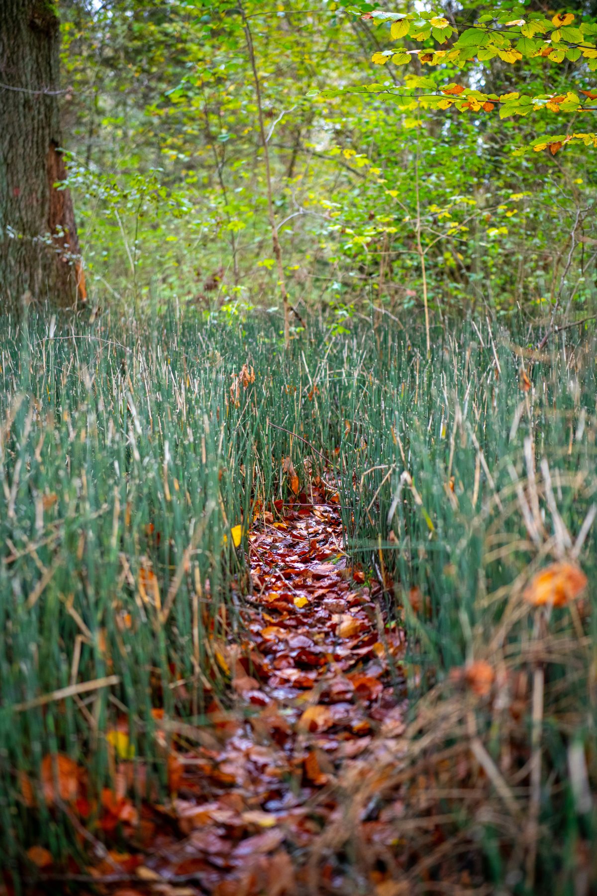 The Desire Path in Your Mind: Why We Cling to What No Longer Fits
