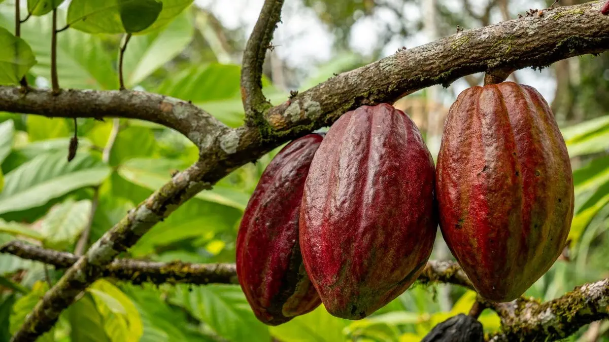 Chocolate: from sacred drink to ultra-processed snack