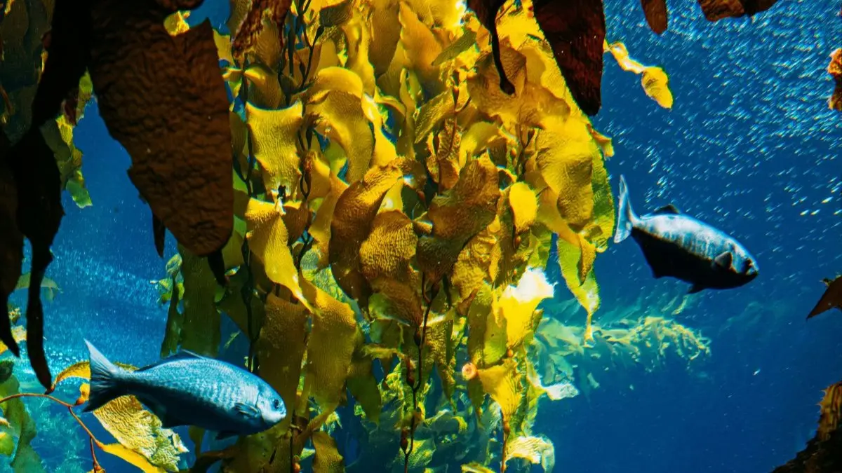 Fish swim through an underwater kelp forest.
